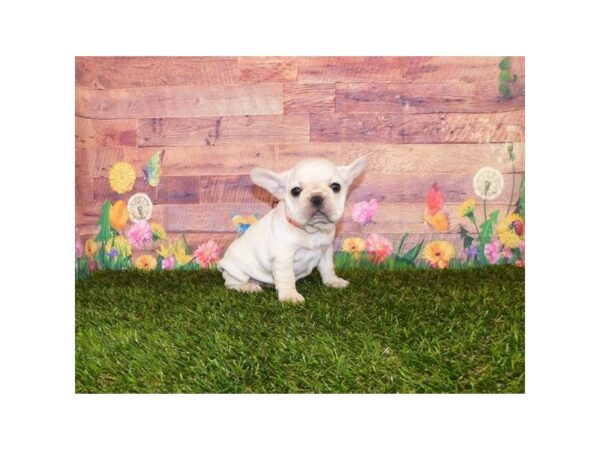 French Bulldog-DOG-Female-Cream-23984-Petland Lake St. Louis & Fenton, MO