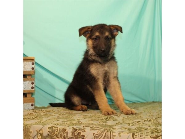 German Shepherd Dog-DOG-Male-Black / Tan-23991-Petland Lake St. Louis & Fenton, MO