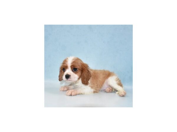 Cavalier King Charles Spaniel-DOG-Male-Blenheim-24003-Petland Lake St. Louis & Fenton, MO