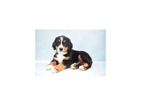 Bernese Mountain Dog-DOG-Male-Black Rust and White-24000-Petland Lake St. Louis & Fenton, MO