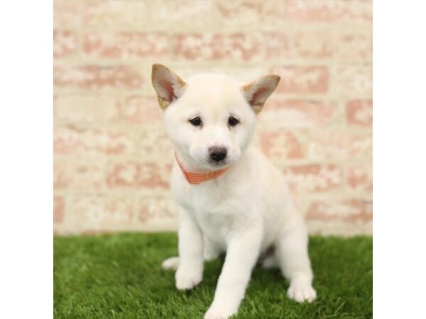 Shiba Inu-DOG-Female-Cream-24016-Petland Lake St. Louis & Fenton, MO