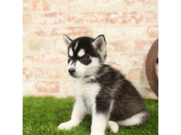 Siberian Husky-DOG-Female-Black / White-24017-Petland Lake St. Louis & Fenton, MO