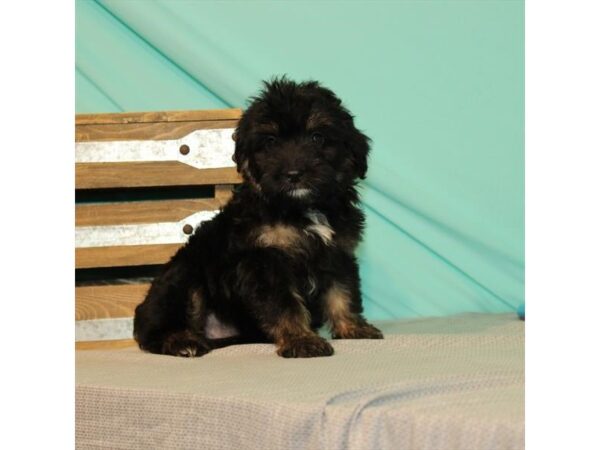 Miniature Aussiedoodle DOG Female Black / Tan 24028 Petland Lake St. Louis & Fenton, MO