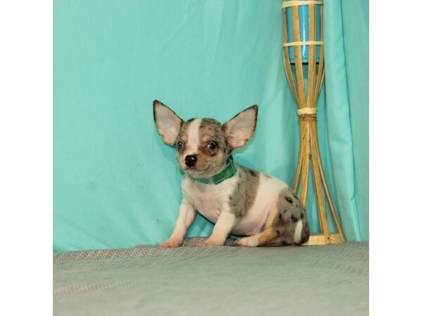 Chihuahua-DOG-Male-Blue Merle / Tan-24027-Petland Lake St. Louis & Fenton, MO