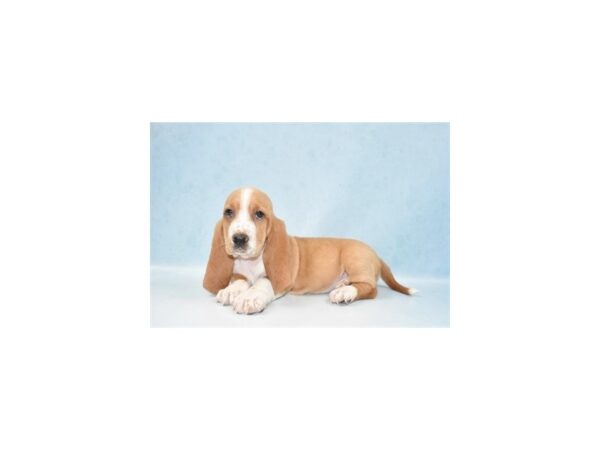 Basset Hound-DOG-Female-Lemon and White-24031-Petland Lake St. Louis & Fenton, MO