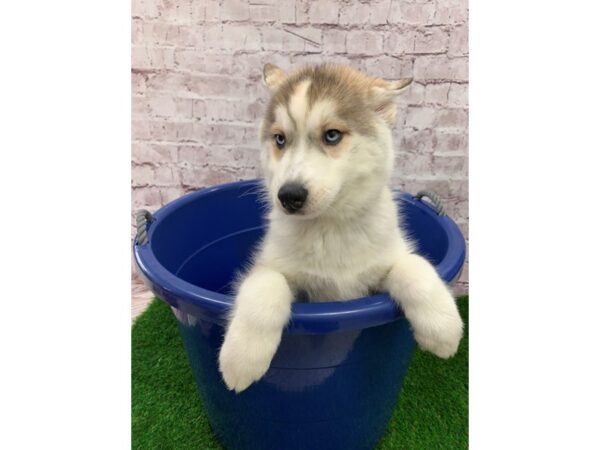 Siberian Husky-DOG-Male-Sable and White-24035-Petland Lake St. Louis & Fenton, MO