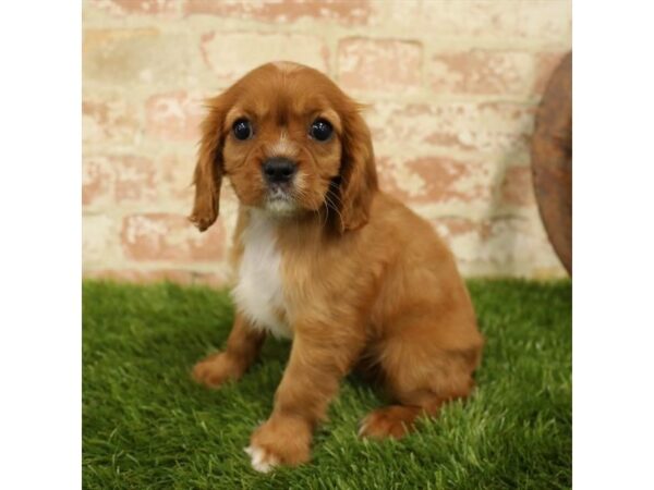 Cavalier King Charles Spaniel-DOG-Female-Ruby-24046-Petland Lake St. Louis & Fenton, MO