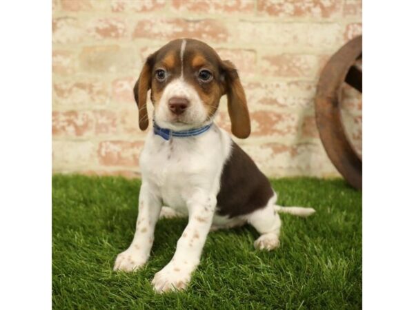 Beagle-DOG-Male-Chocolate White Tan-24044-Petland Lake St. Louis & Fenton, MO