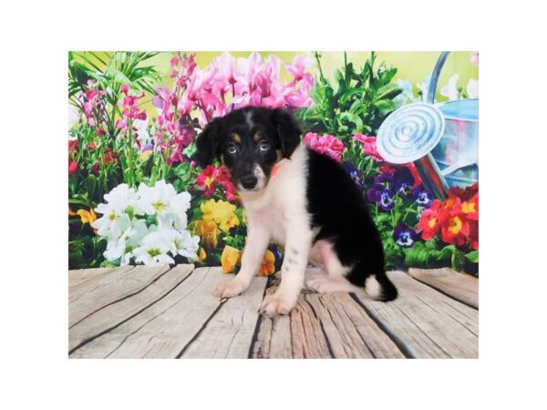 Border Collie-DOG-Female-Black White / Tan-24066-Petland Lake St. Louis & Fenton, MO