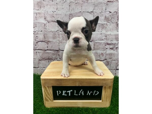 French Bulldog-DOG-Female-Chocolate Piebald-24072-Petland Lake St. Louis & Fenton, MO