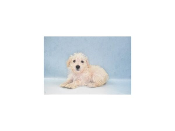 Schnoodle-DOG-Female-Cream-24076-Petland Lake St. Louis & Fenton, MO