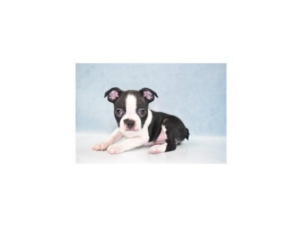 Boston Terrier-DOG-Male-White and Black-24074-Petland Lake St. Louis & Fenton, MO