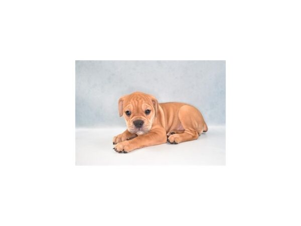 Old English Bulldog-DOG-Female-Red-24075-Petland Lake St. Louis & Fenton, MO