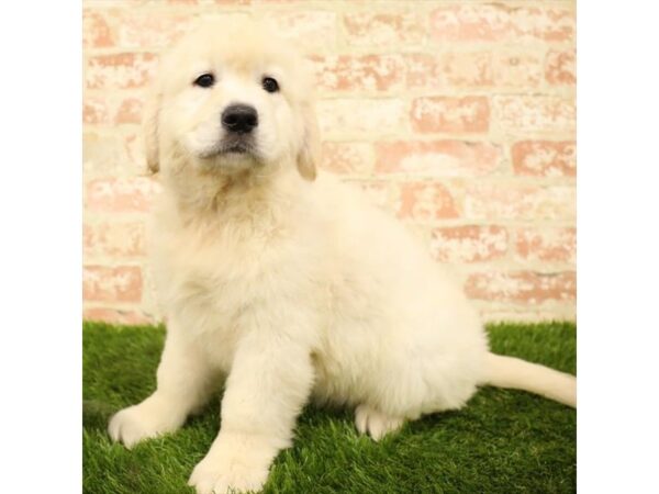 Golden Retriever-DOG-Male-Light Golden-24084-Petland Lake St. Louis & Fenton, MO