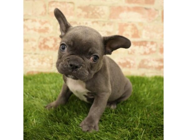 French Bulldog-DOG-Male-Blue-24082-Petland Lake St. Louis & Fenton, MO