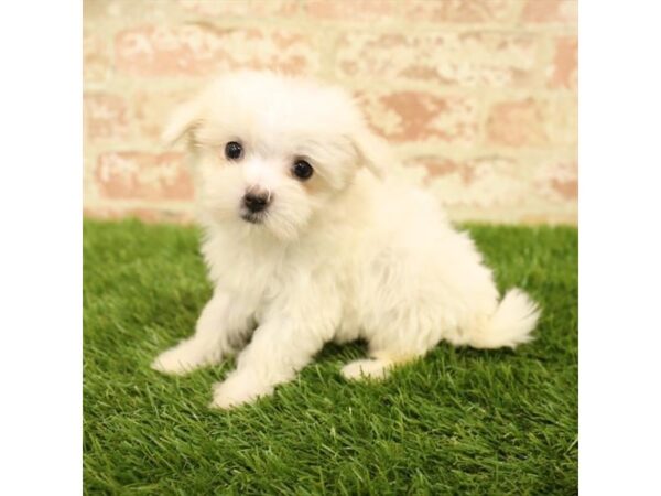 Maltese-DOG-Female-White-24086-Petland Lake St. Louis & Fenton, MO