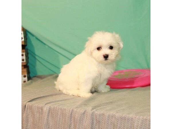 Maltese-DOG-Female-White-24104-Petland Lake St. Louis & Fenton, MO