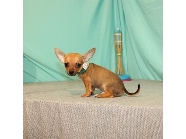 Chihuahua-DOG-Male-Fawn-24102-Petland Lake St. Louis & Fenton, MO
