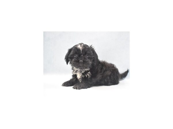 Shih Tzu-DOG-Female-Black-24111-Petland Lake St. Louis & Fenton, MO