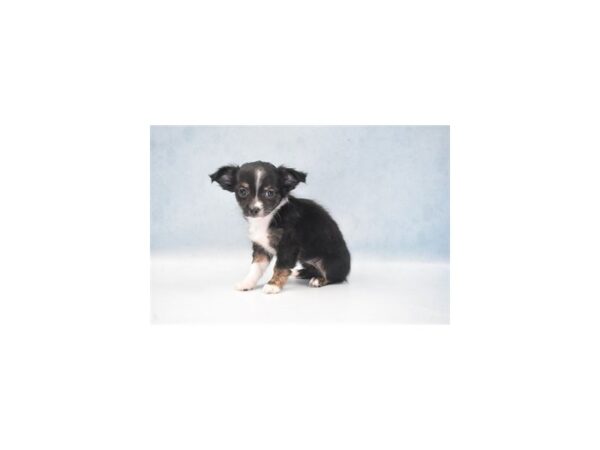 Chihuahua DOG Female Black and White 24108 Petland Lake St. Louis & Fenton, MO