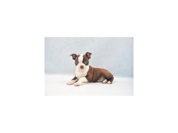 Boston Terrier-DOG-Female-Chocolate-24107-Petland Lake St. Louis & Fenton, MO