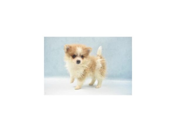Pomeranian-DOG-Female-Orange Sable-24110-Petland Lake St. Louis & Fenton, MO