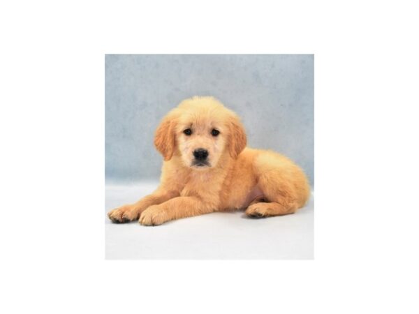 Golden Retriever-DOG-Female-Golden-24109-Petland Lake St. Louis & Fenton, MO