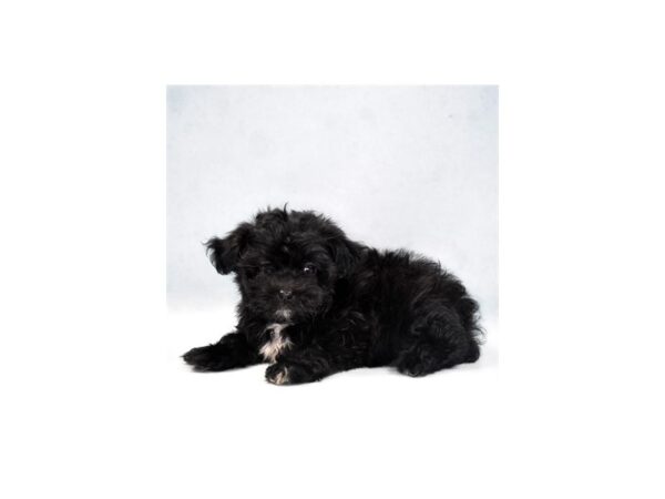 Malti-Poo-DOG-Female-Black-24114-Petland Lake St. Louis & Fenton, MO