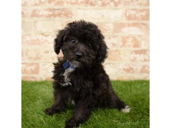 Miniature Poodle-DOG-Female-Black-24134-Petland Lake St. Louis & Fenton, MO