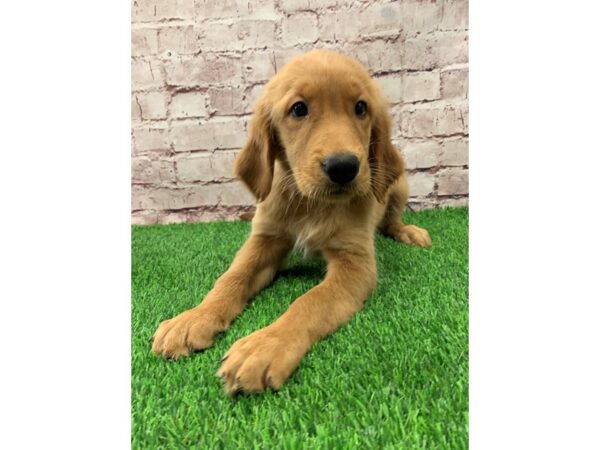 Golden Retriever-DOG-Female-Golden-24155-Petland Lake St. Louis & Fenton, MO