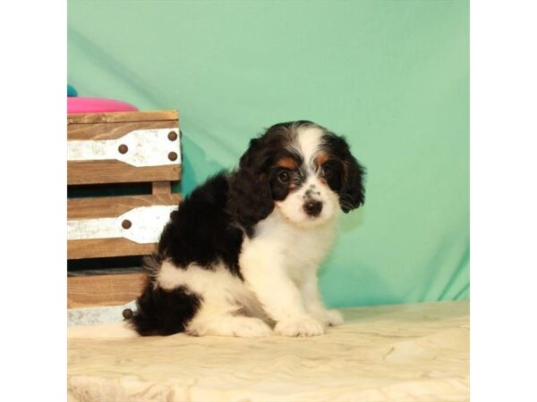 Cava Poo-DOG-Male-Black White / Tan-24182-Petland Lake St. Louis & Fenton, MO