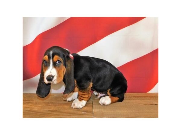 Basset Hound-DOG-Male-Black White / Tan-24185-Petland Lake St. Louis & Fenton, MO
