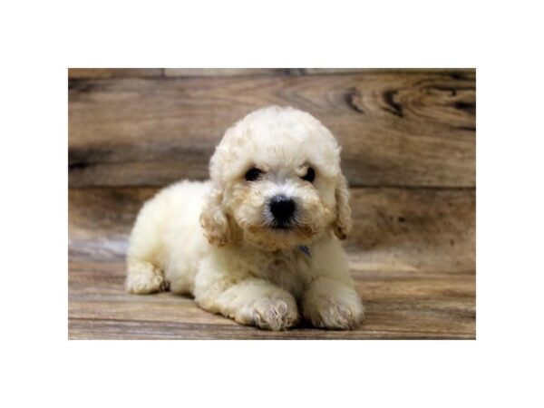 Bichon Poo-DOG-Male-Cream-24189-Petland Lake St. Louis & Fenton, MO