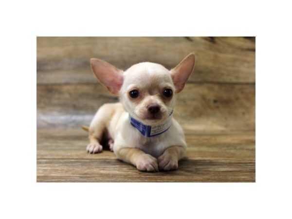 Chihuahua-DOG-Female-Cream-24187-Petland Lake St. Louis & Fenton, MO