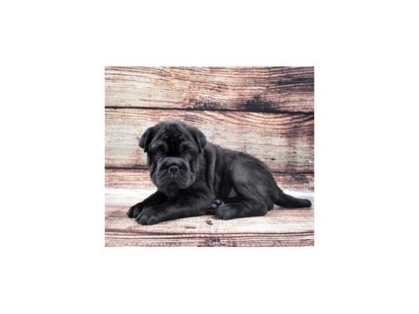 Shuggle-DOG-Male-Black-24202-Petland Lake St. Louis & Fenton, MO