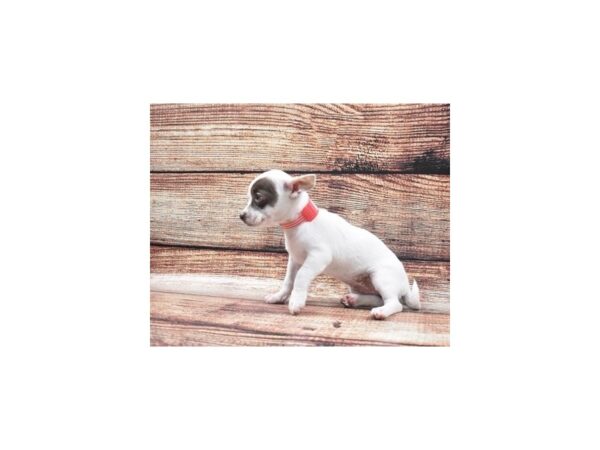 Chihuahua-DOG-Female-Chocolate and White-24195-Petland Lake St. Louis & Fenton, MO