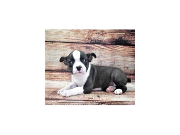 Boston Terrier-DOG-Male-Black Brindle and White-24192-Petland Lake St. Louis & Fenton, MO
