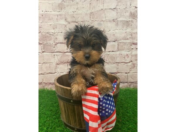 Yorkshire Terrier-DOG-Male-Black and Tan-24204-Petland Lake St. Louis & Fenton, MO