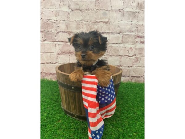 Yorkshire Terrier-DOG-Male-Black / Tan-24183-Petland Lake St. Louis & Fenton, MO