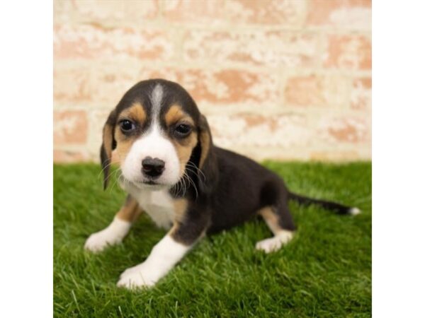 Beagle-DOG-Female-Black White / Tan-24207-Petland Lake St. Louis & Fenton, MO