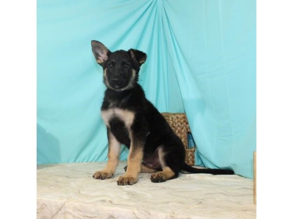 German Shepherd Dog-DOG-Male-Black / Tan-24225-Petland Lake St. Louis & Fenton, MO