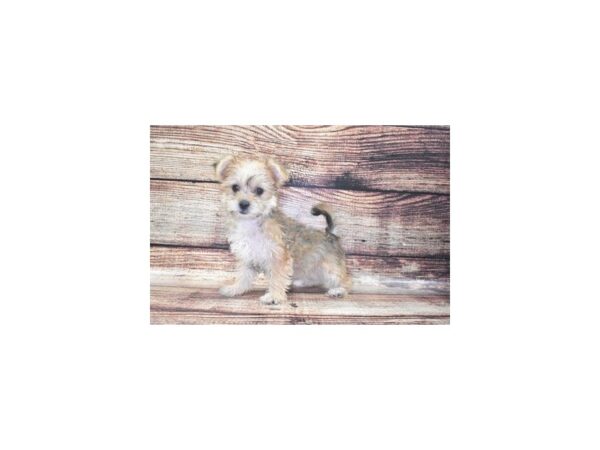 Morkie-DOG-Female-Gold-24237-Petland Lake St. Louis & Fenton, MO