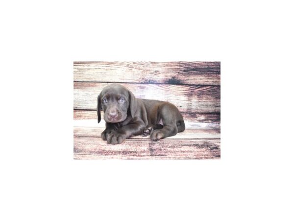 Labrador Retriever-DOG-Female-Chocolate-24239-Petland Lake St. Louis & Fenton, MO