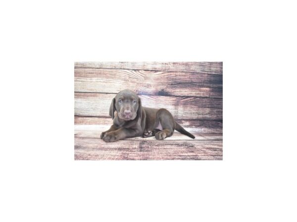 Labrador Retriever-DOG-Male-Chocolate-24240-Petland Lake St. Louis & Fenton, MO
