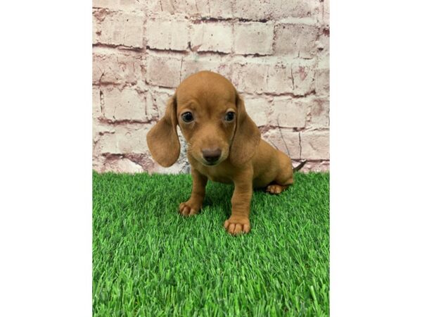 Dachshund-DOG-Female-Red-24231-Petland Lake St. Louis & Fenton, MO