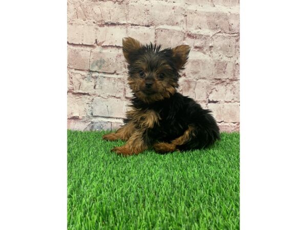 Yorkshire Terrier-DOG-Male-Black & Tan-24233-Petland Lake St. Louis & Fenton, MO