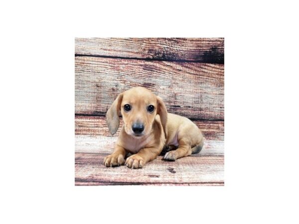 Dachshund-DOG-Male-Fawn (Isabella) and Tan-24265-Petland Lake St. Louis & Fenton, MO