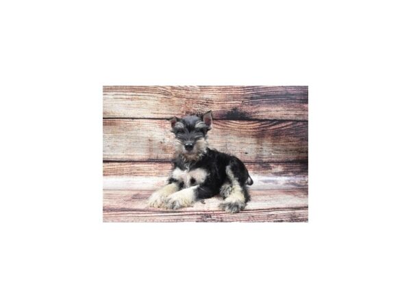 Miniature Schnauzer-DOG-Male-Black and Silver-24266-Petland Lake St. Louis & Fenton, MO
