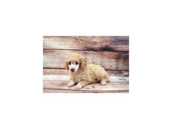 Poodle-DOG-Female-Apricot-24267-Petland Lake St. Louis & Fenton, MO