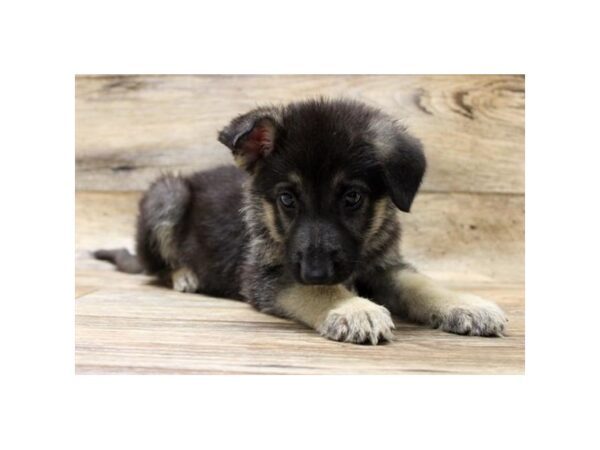 German Shepherd Dog-DOG-Male-Black / Tan-24272-Petland Lake St. Louis & Fenton, MO